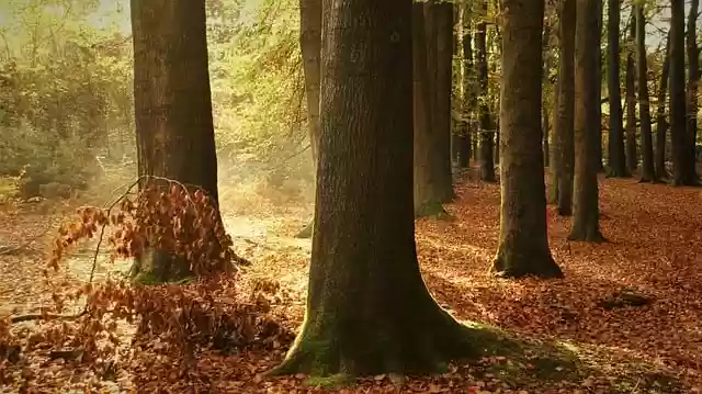 Kostenloser Download von Waldbäumen, Natur, Herbstlandschaft, kostenlosem Bild zur Bearbeitung mit dem kostenlosen Online-Bildeditor GIMP