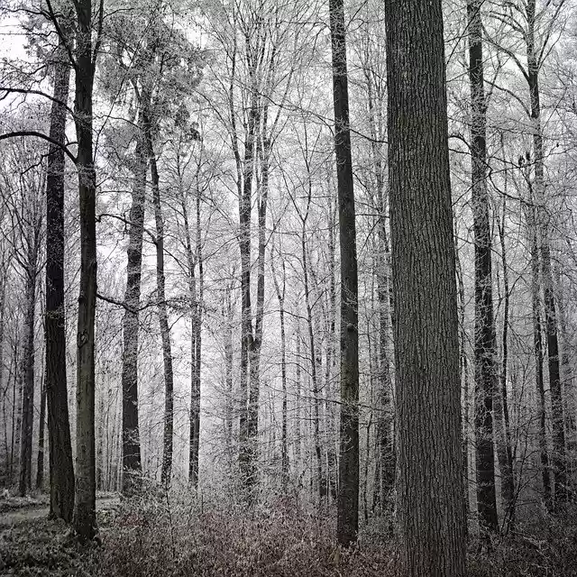ดาวน์โหลดฟรี Forest Trees Winter - ภาพถ่ายหรือรูปภาพฟรีที่จะแก้ไขด้วยโปรแกรมแก้ไขรูปภาพออนไลน์ GIMP