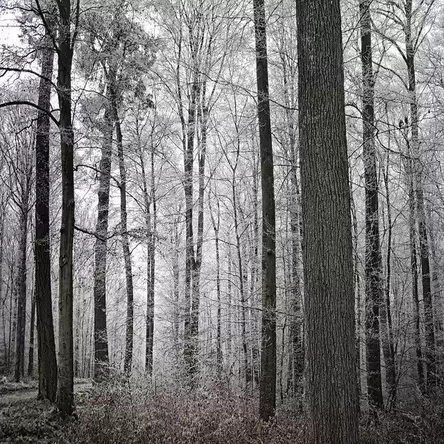 Free download Forest Trees Winter -  free photo or picture to be edited with GIMP online image editor
