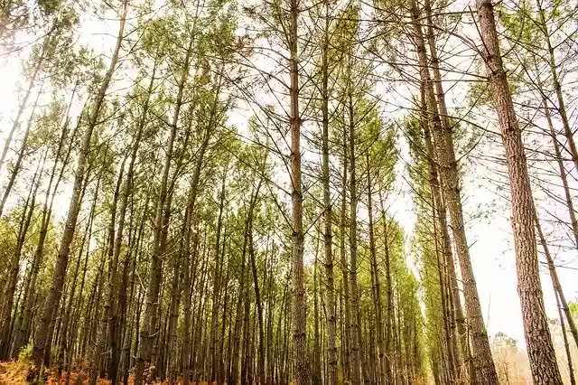 Free download Forest Tree Wood -  free photo or picture to be edited with GIMP online image editor