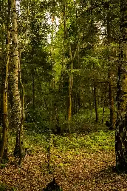 Free download Forest Village Dacha -  free photo or picture to be edited with GIMP online image editor