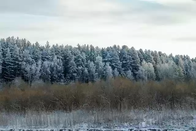 Free download forest winter frost snow cold free picture to be edited with GIMP free online image editor