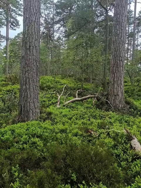 Téléchargement gratuit de Forêt Woodland Nature - photo ou image gratuite à modifier avec l'éditeur d'images en ligne GIMP