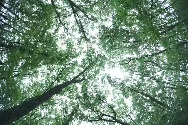 Free download Forest Woods Natural -  free photo or picture to be edited with GIMP online image editor