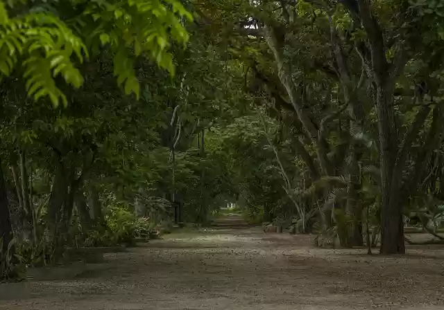Free download forest yard venezuela park nature free picture to be edited with GIMP free online image editor
