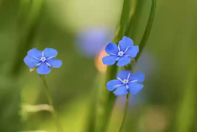 Free download forget me not blue flowers free picture to be edited with GIMP free online image editor