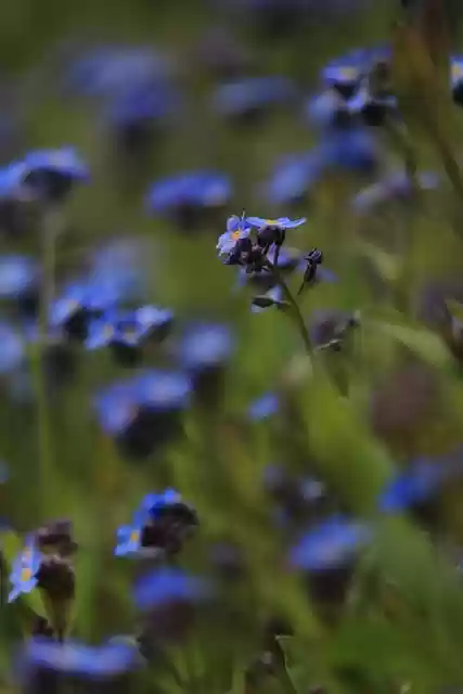 Free download forget me not blue flowers spring free picture to be edited with GIMP free online image editor