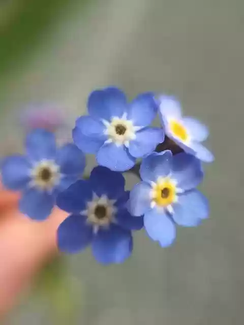 Free download Forget-Me-Not Flower Blue -  free photo or picture to be edited with GIMP online image editor