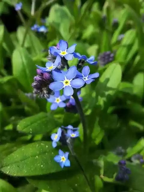 Free download Forget Me Not Flower Nature -  free photo or picture to be edited with GIMP online image editor