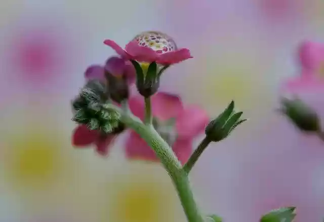 Free download Forget-Me-Not Flower Pink -  free photo or picture to be edited with GIMP online image editor