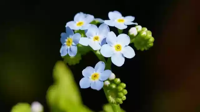 Descargue gratis la imagen gratuita de brote de planta de flor de no me olvides para editar con el editor de imágenes en línea gratuito GIMP