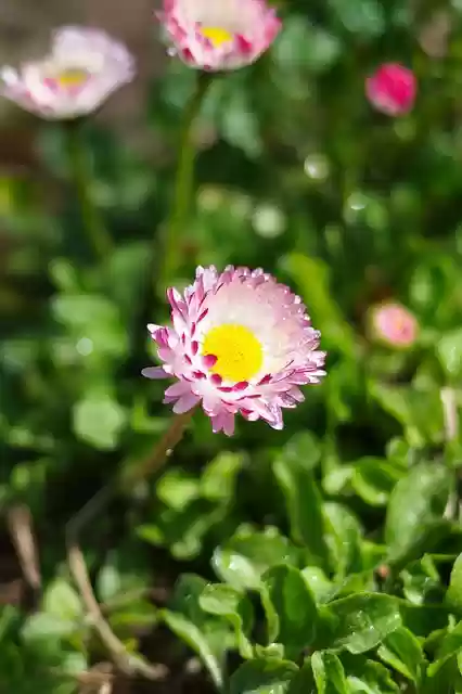 Téléchargement gratuit ne m'oublie pas image gratuite décorative de soleil de printemps à éditer avec l'éditeur d'images en ligne gratuit GIMP