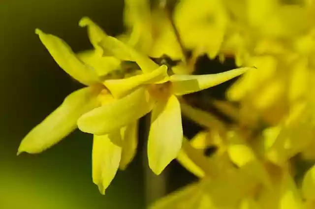 Free download forsythia flowers yellow flowers free picture to be edited with GIMP free online image editor