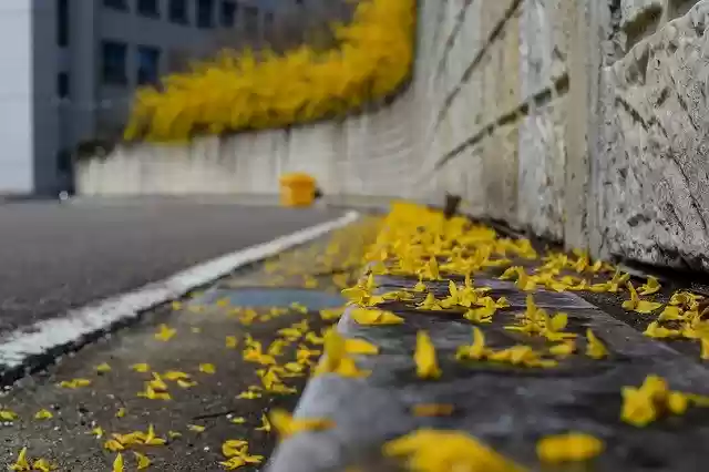 Free download Forsythia Spring Rain -  free photo or picture to be edited with GIMP online image editor