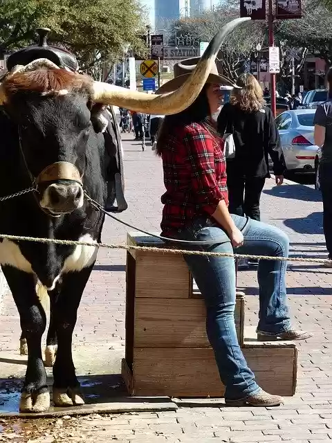 Free download Forth Worth Texas Longhorn -  free photo or picture to be edited with GIMP online image editor