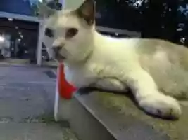 Free download Foto 8898 free photo or picture to be edited with GIMP online image editor