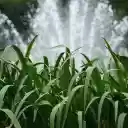 Fountain among the trees  screen for extension Chrome web store in OffiDocs Chromium