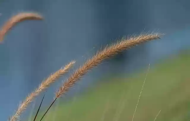 Free download Fountain Grass Nature Close Up -  free photo or picture to be edited with GIMP online image editor