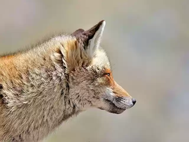 Free download Fox Animals Wild -  free photo or picture to be edited with GIMP online image editor