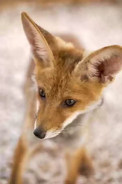 Free download Fox Animals Wildlife -  free photo or picture to be edited with GIMP online image editor