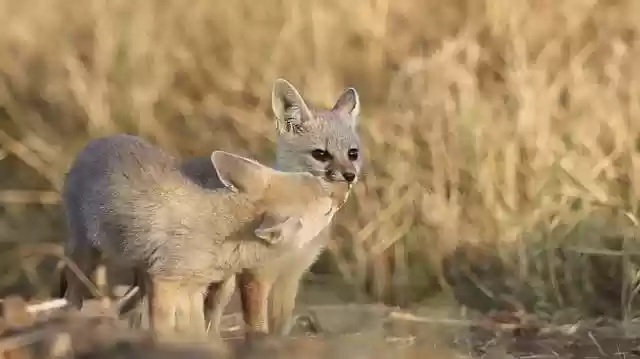 Free download fox bengal fox cub puppy canine free picture to be edited with GIMP free online image editor