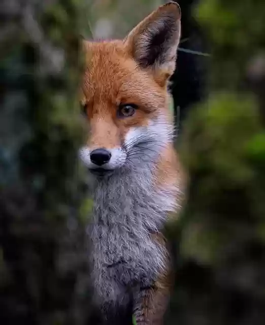 Free download fox canine red fox wild dog mammal free picture to be edited with GIMP free online image editor