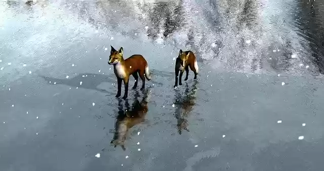 Free download Foxes Ice -  free illustration to be edited with GIMP free online image editor