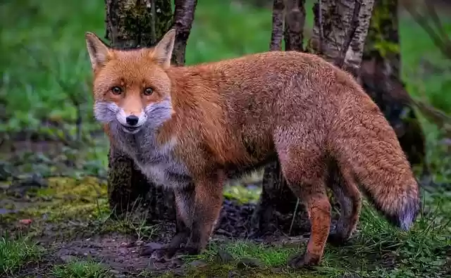 Free download fox red fox canine wild dog mammal free picture to be edited with GIMP free online image editor