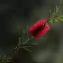 Foxtail red flowers  screen for extension Chrome web store in OffiDocs Chromium