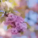 Fragile bunch of pink petals  screen for extension Chrome web store in OffiDocs Chromium