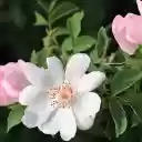 Fragile flower  screen for extension Chrome web store in OffiDocs Chromium
