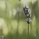 fragrant flower buds  screen for extension Chrome web store in OffiDocs Chromium