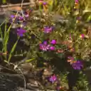Fragrant purple grass flowers  screen for extension Chrome web store in OffiDocs Chromium