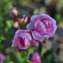 Fragrant rose buds  screen for extension Chrome web store in OffiDocs Chromium