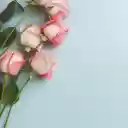 Fragrant rose petals  screen for extension Chrome web store in OffiDocs Chromium