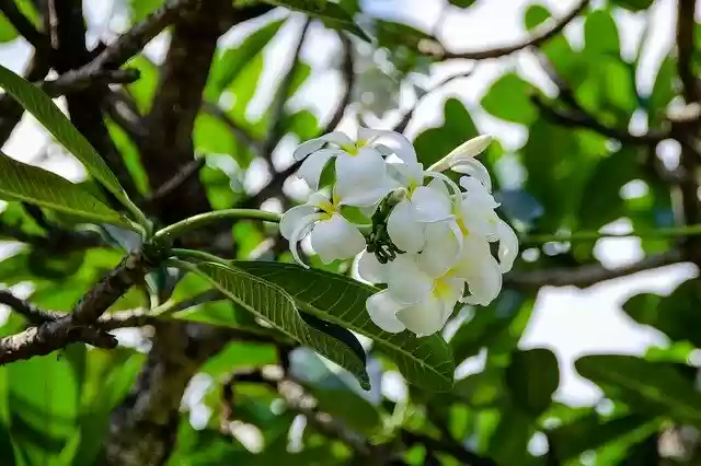 Free download Frangipani Flower White -  free photo or picture to be edited with GIMP online image editor