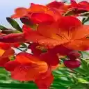 freesia wallpaper...  screen for extension Chrome web store in OffiDocs Chromium
