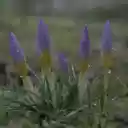 Fresh flower sprouts  screen for extension Chrome web store in OffiDocs Chromium