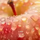 Fresh fruits  screen for extension Chrome web store in OffiDocs Chromium