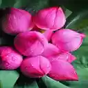 Fresh pink lotus bud wallpaper  screen for extension Chrome web store in OffiDocs Chromium