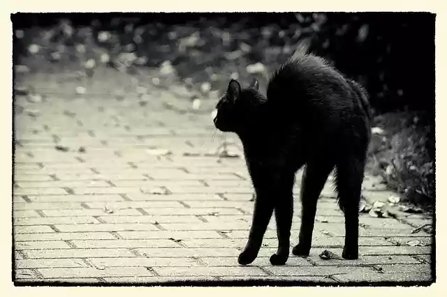 Free download friday 13 hypnosis black cat cat free picture to be edited with GIMP free online image editor