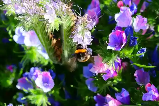 دانلود رایگان Friend Bee Nature - عکس یا عکس رایگان برای ویرایش با ویرایشگر تصویر آنلاین GIMP