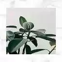 Froesebooks.com  screen for extension Chrome web store in OffiDocs Chromium