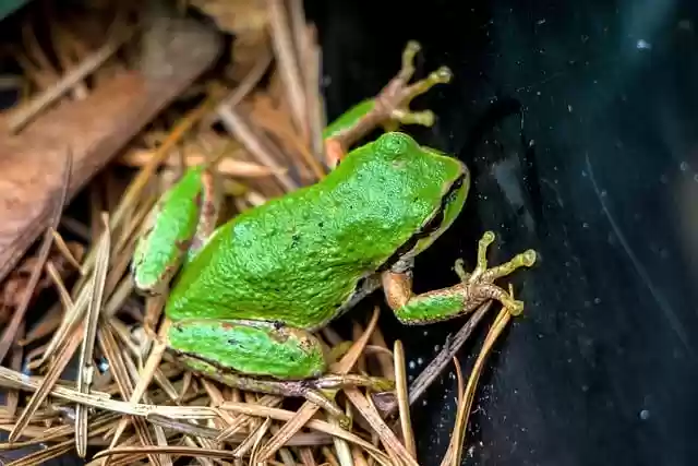 Free download frog amphibian green wildlife free picture to be edited with GIMP free online image editor