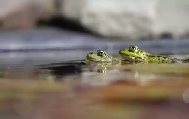 Free download frog amphibian pond frog water frog free picture to be edited with GIMP free online image editor