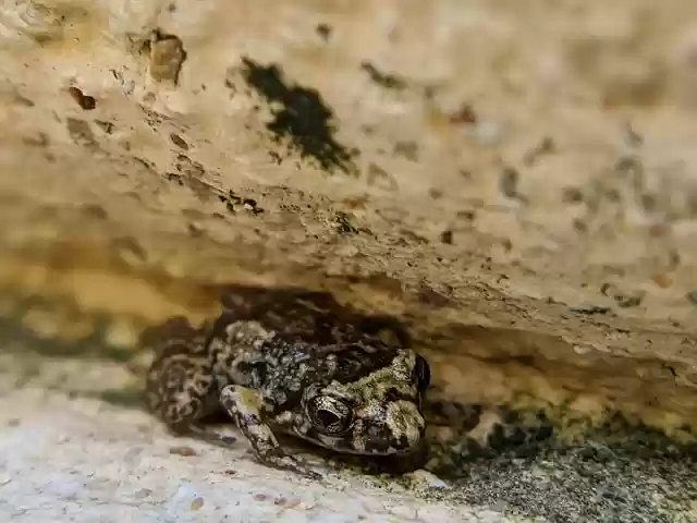 Free download frog amphibian species wildlife free picture to be edited with GIMP free online image editor