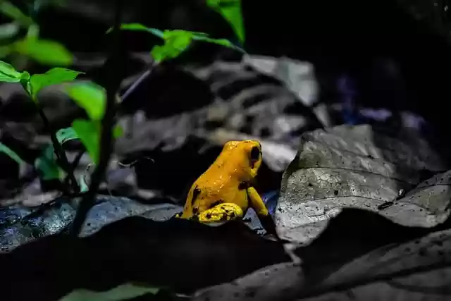 Free download frog amphibian wildlife anura free picture to be edited with GIMP free online image editor