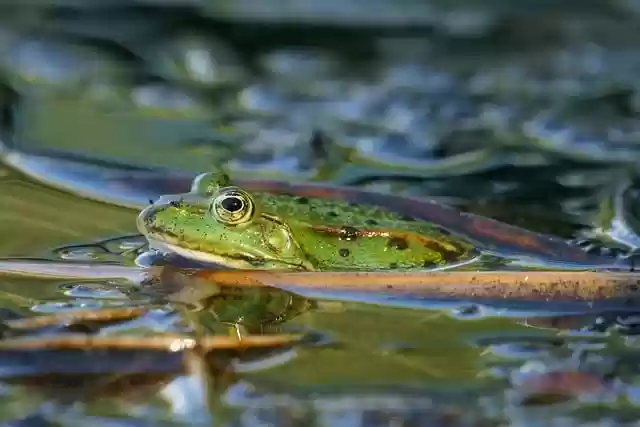 Free download frog amphibian wildlife species free picture to be edited with GIMP free online image editor