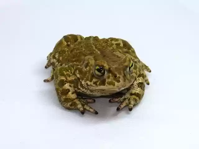 Free download Frog Batrachian Detail -  free photo or picture to be edited with GIMP online image editor