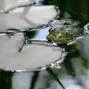 Frog by the lily pond  screen for extension Chrome web store in OffiDocs Chromium